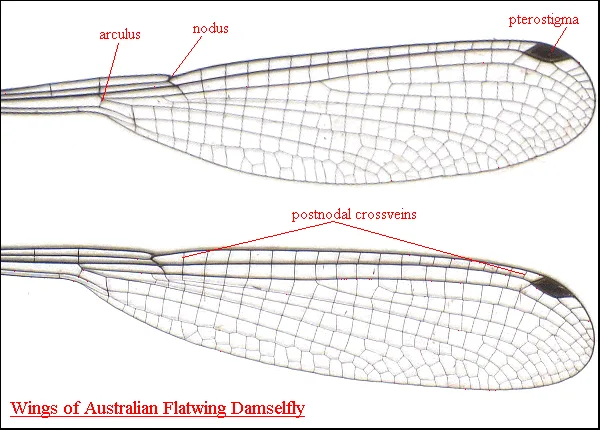 damselfly identification