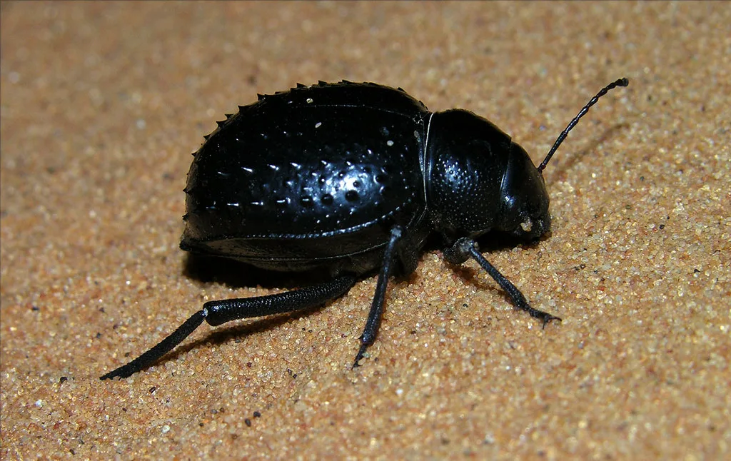 darkling beetle