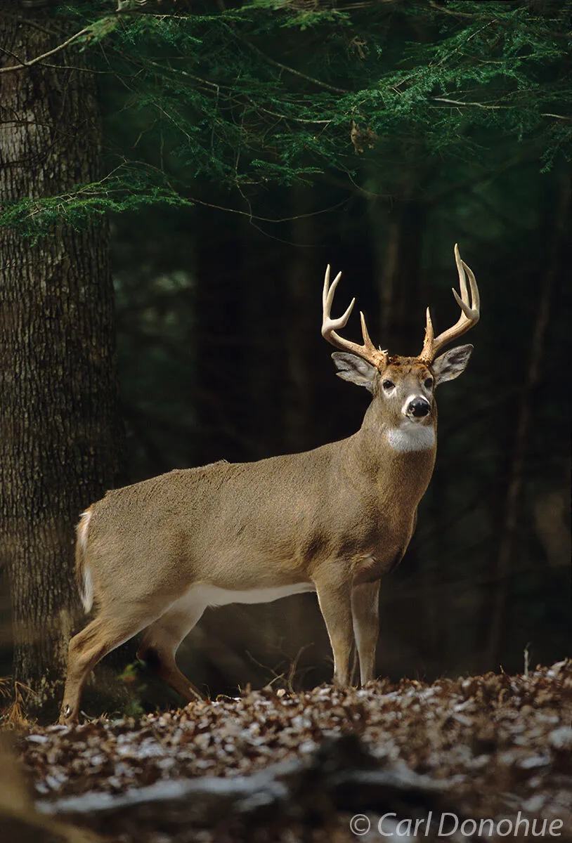 deer