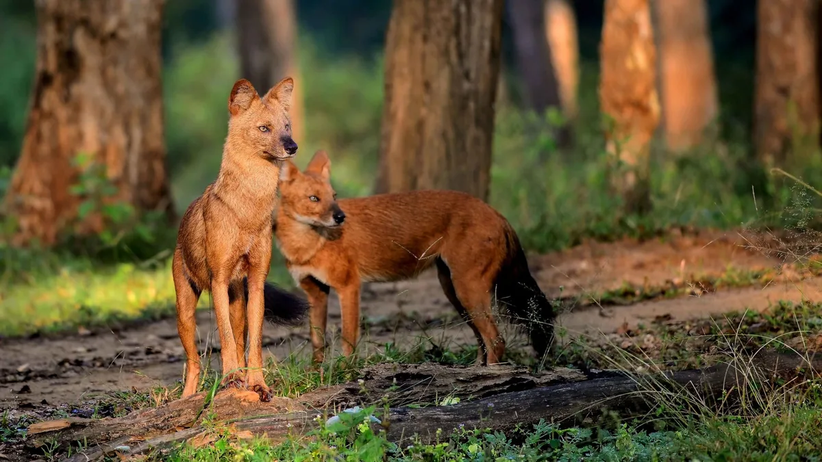 Dhole