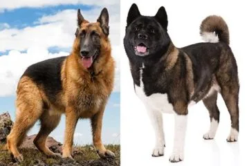 dog breeds that start with a