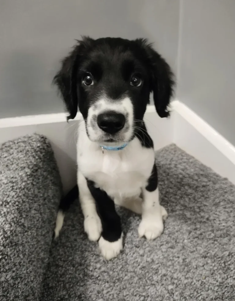 dog breeds that start with c