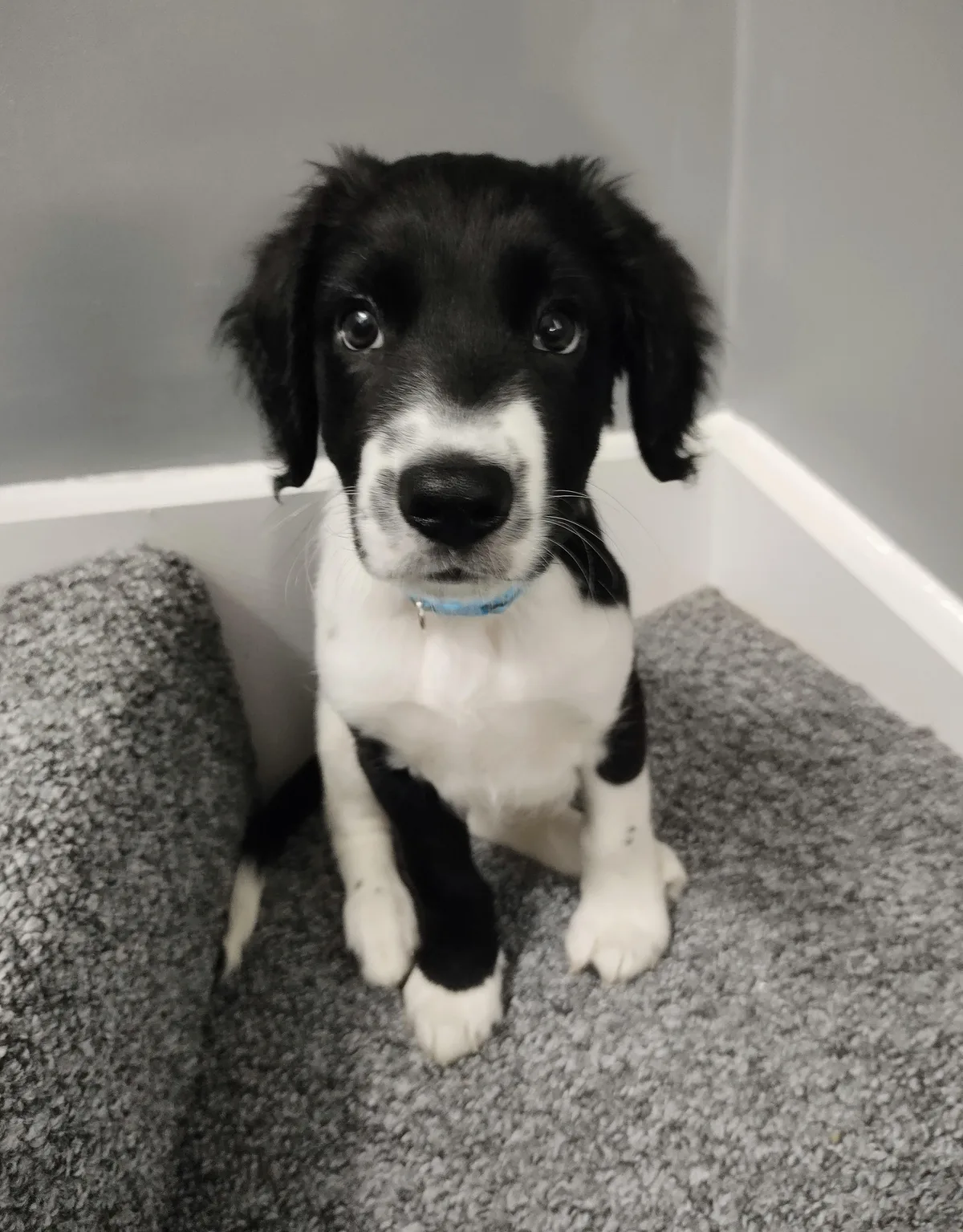 dog breeds that start with c