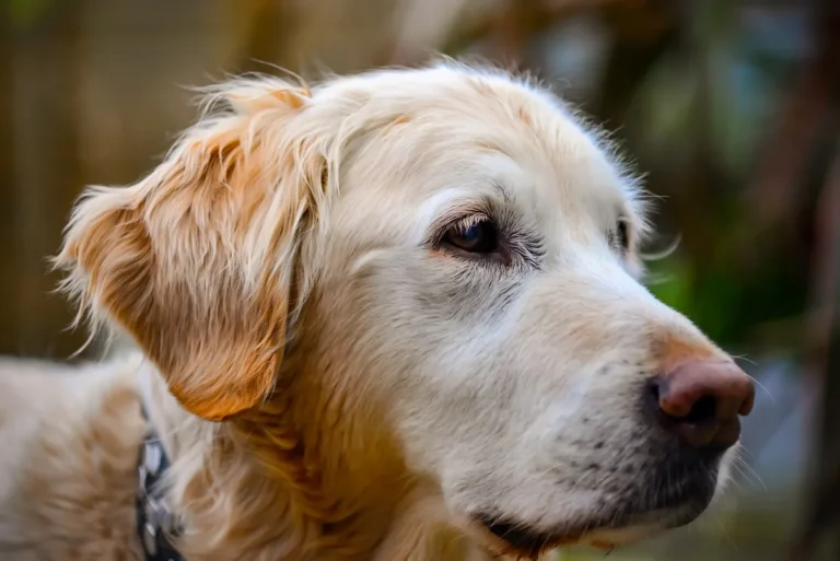 dog breeds that start with g