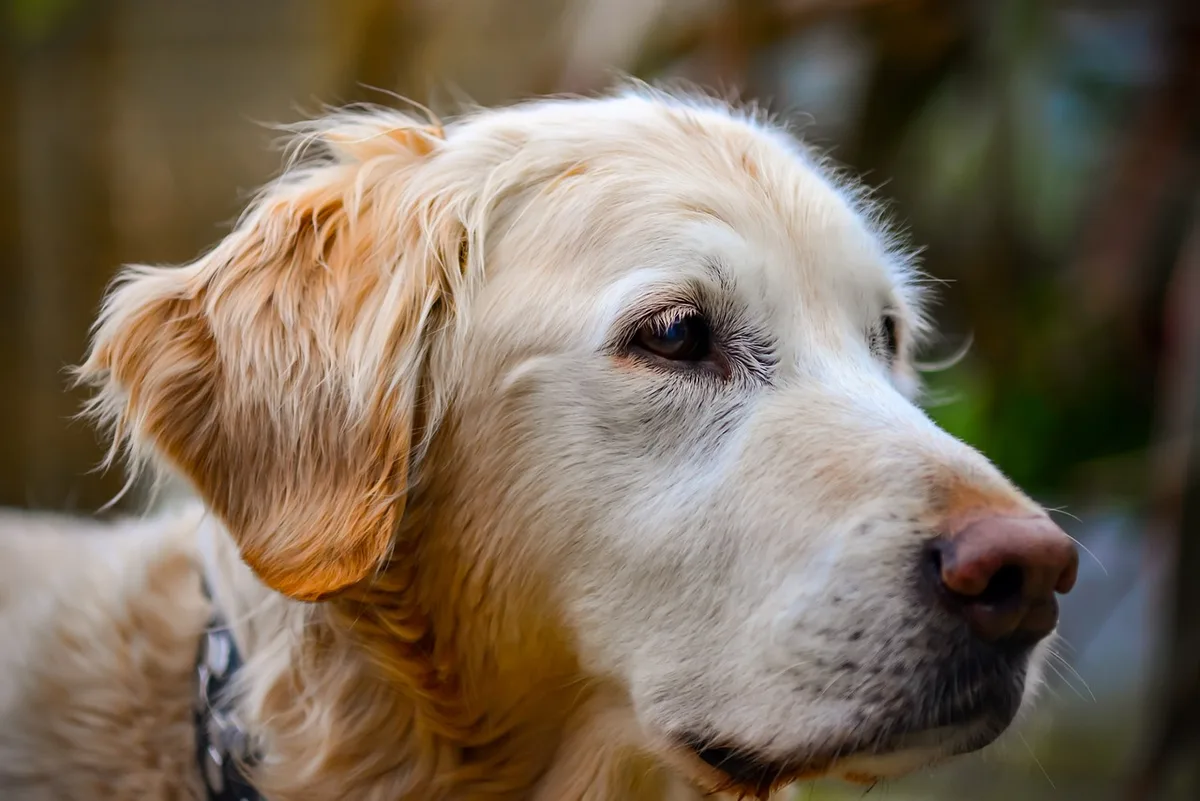 dog breeds that start with g