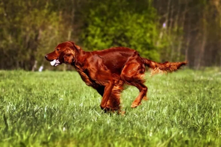 dog breeds that start with i