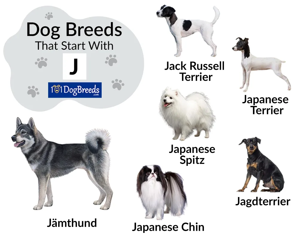 dog breeds that start with j