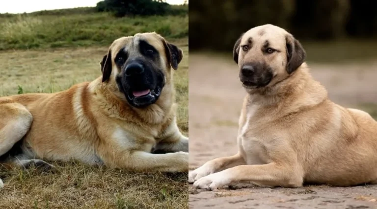dog breeds that start with k