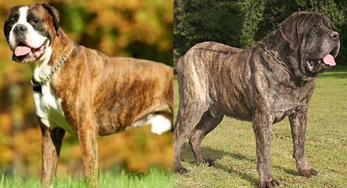 dog breeds that start with m