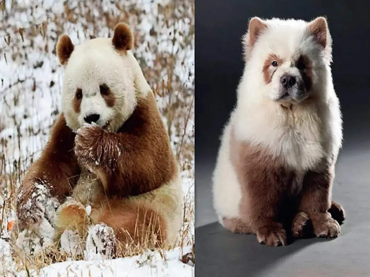 dog breeds that start with q