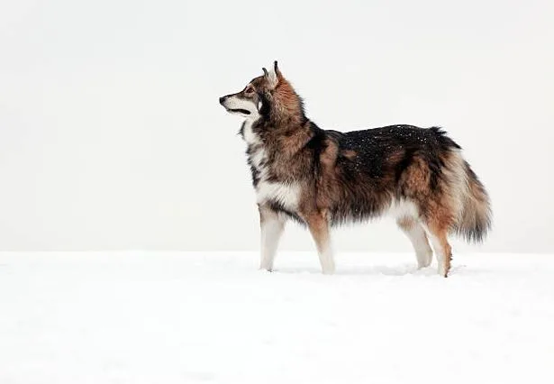 dog breeds that start with u
