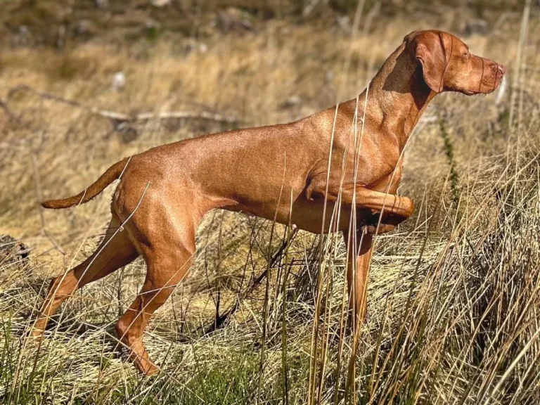 dog breeds that start with v