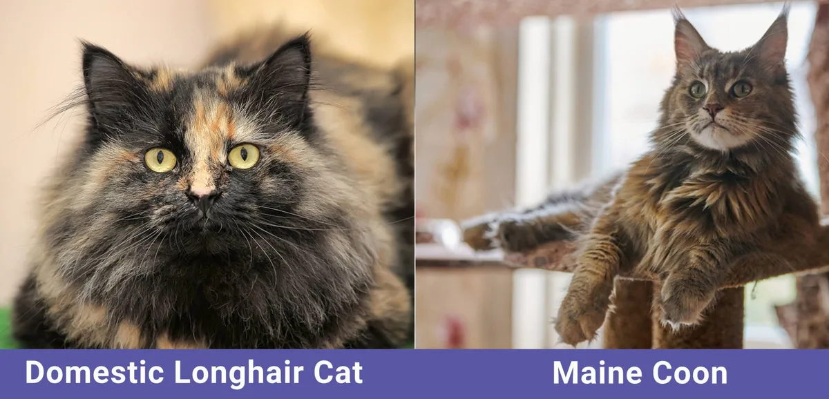 domestic longhair