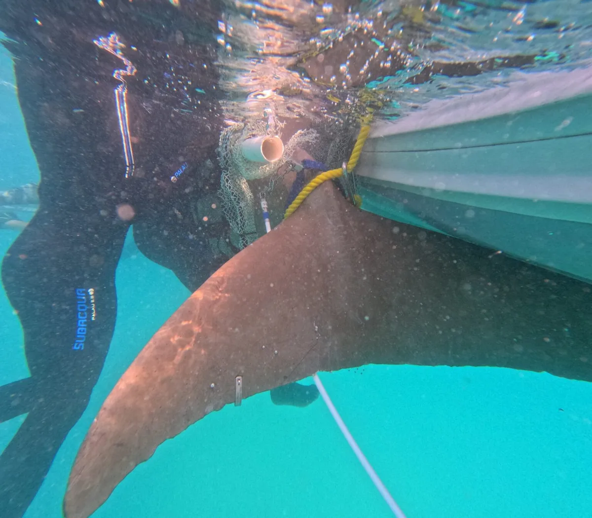 Dugong