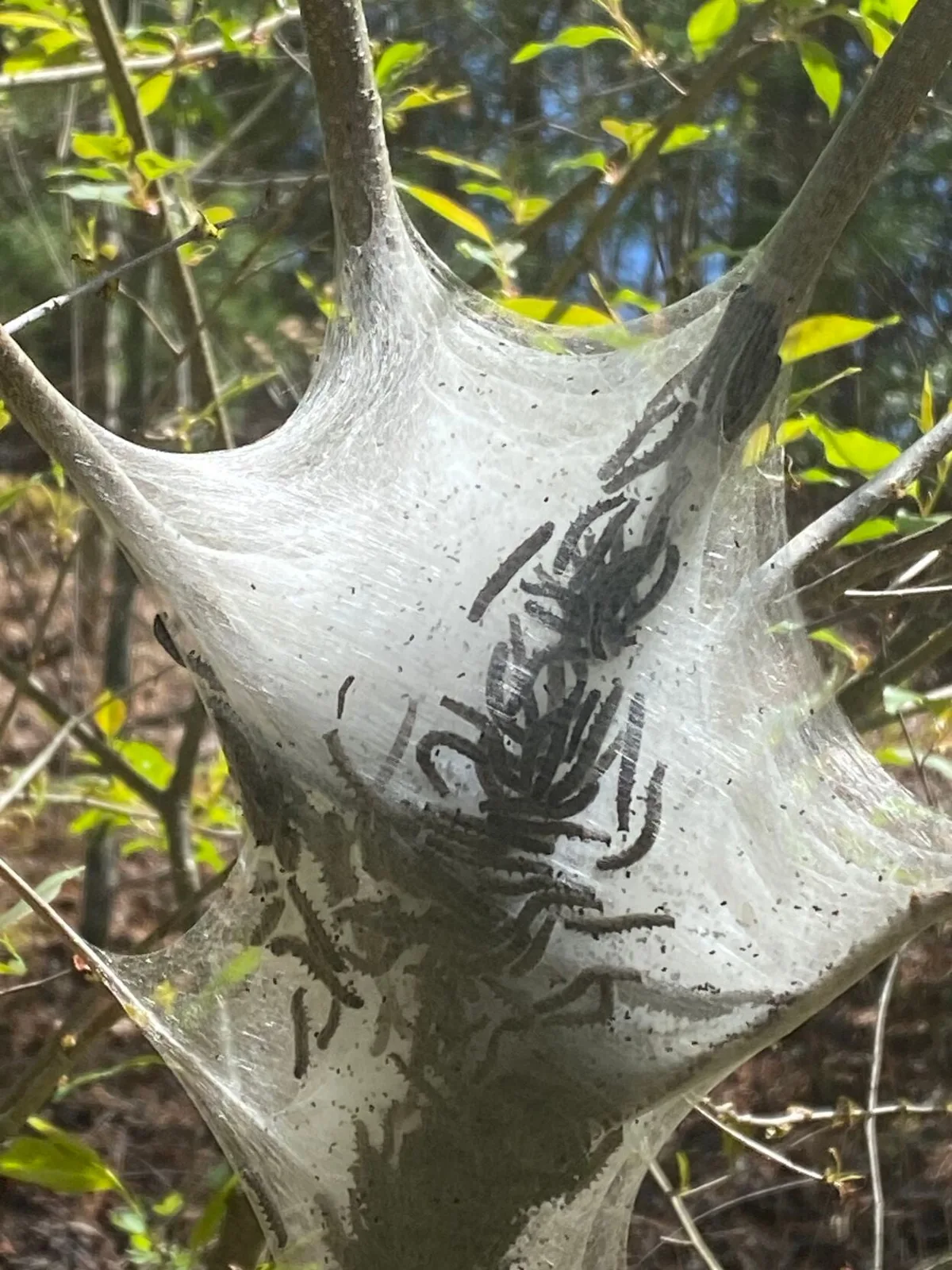 eastern tent caterpillar