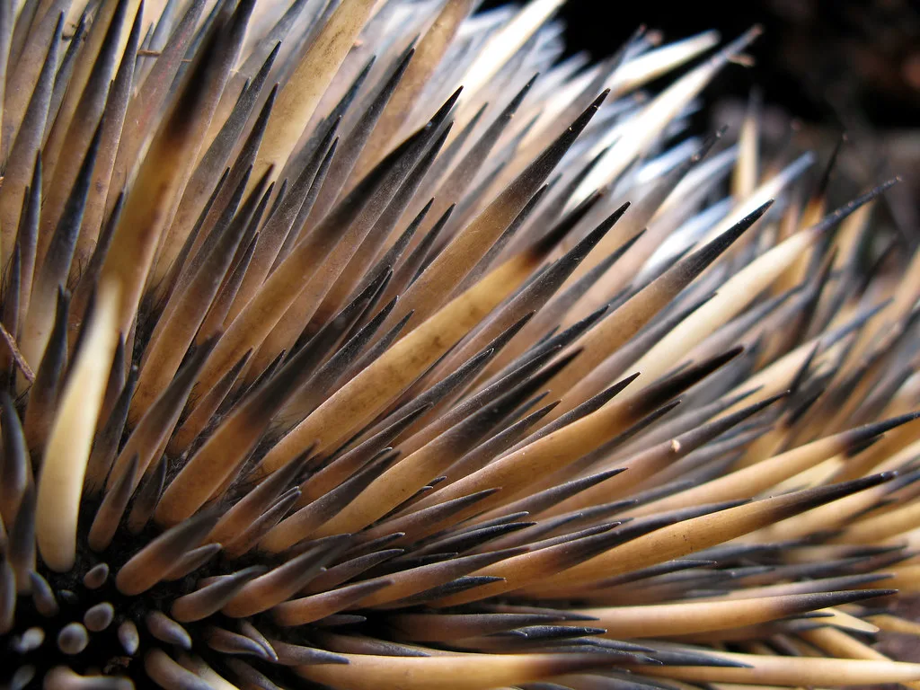 echidna