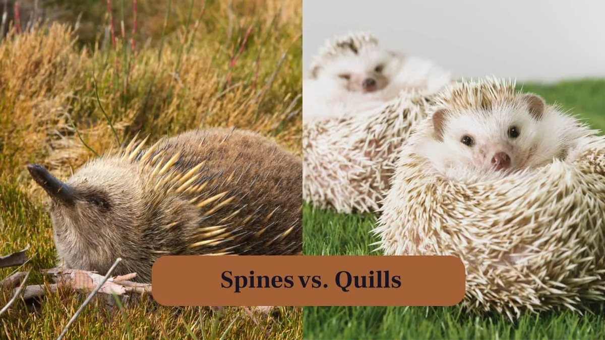 echidna vs hedgehog identification