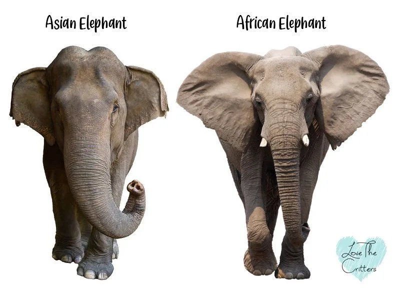 elephant species comparison