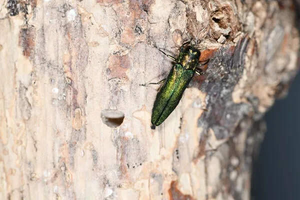 emerald ash borer