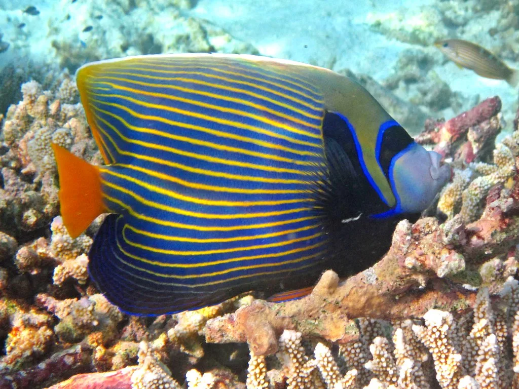 Emperor Angelfish