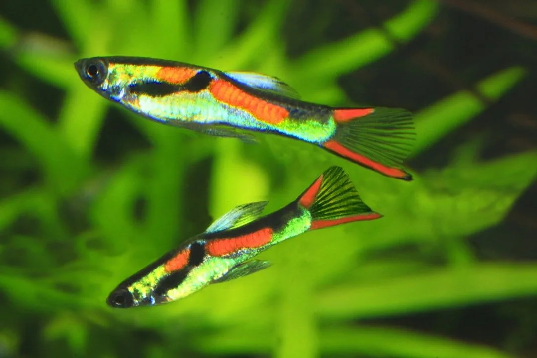 Endler's Livebearer