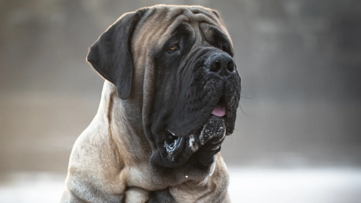 English Mastiff