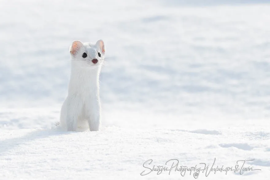 ermine winter coat