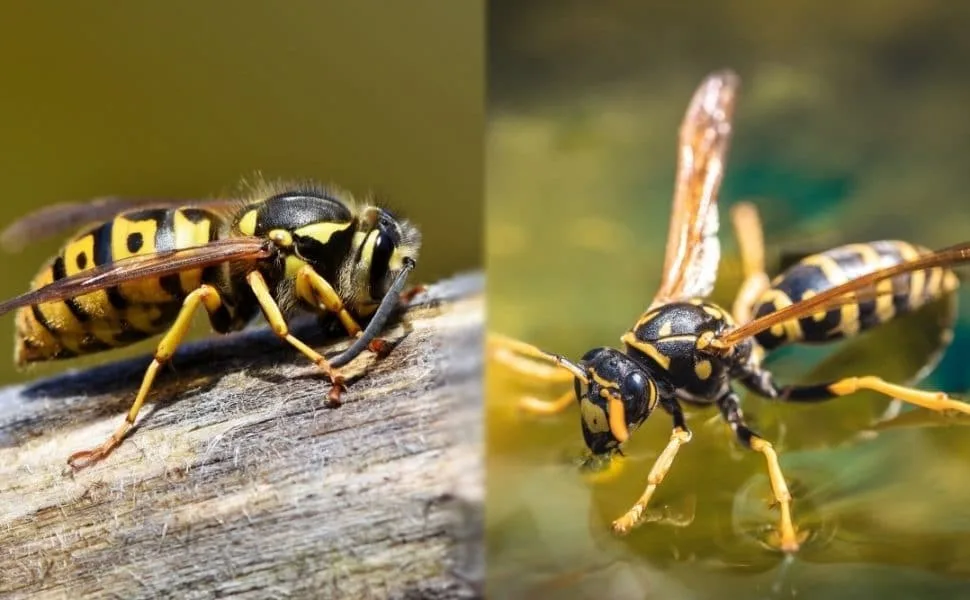 European hornet