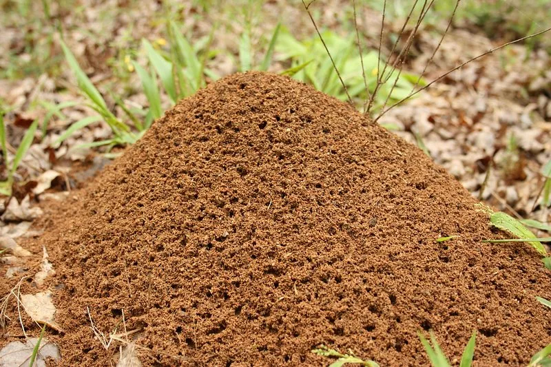 fire ant