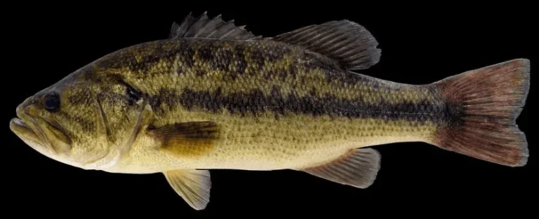 fish that start with b