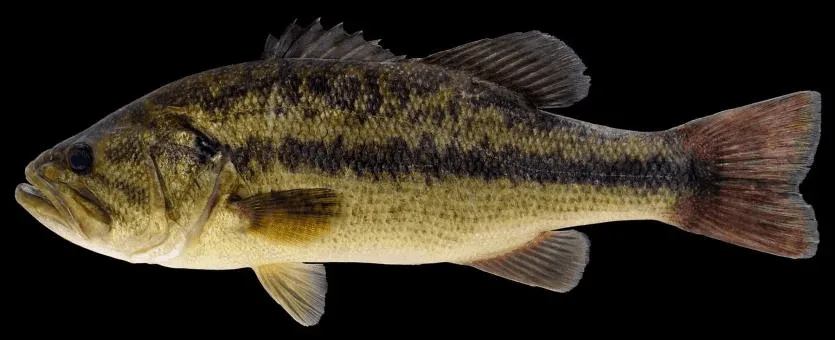 fish that start with b