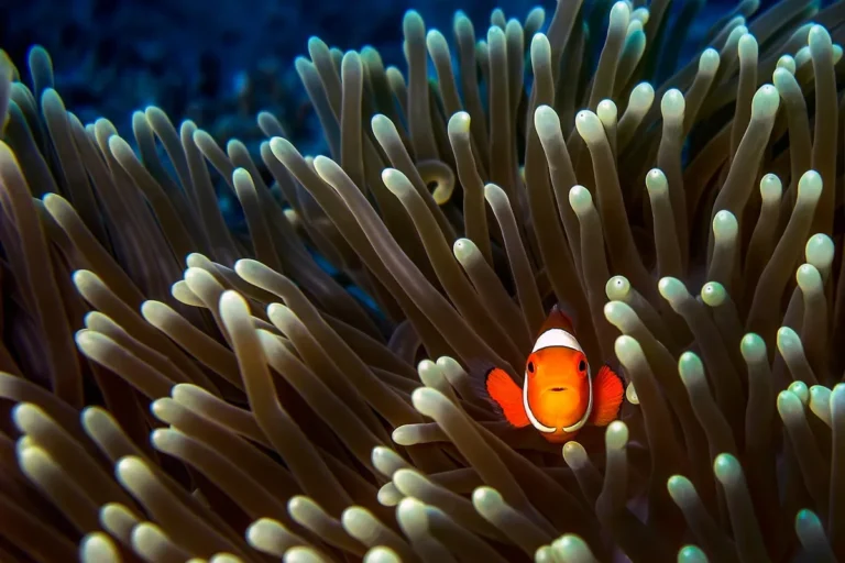 fish that start with c