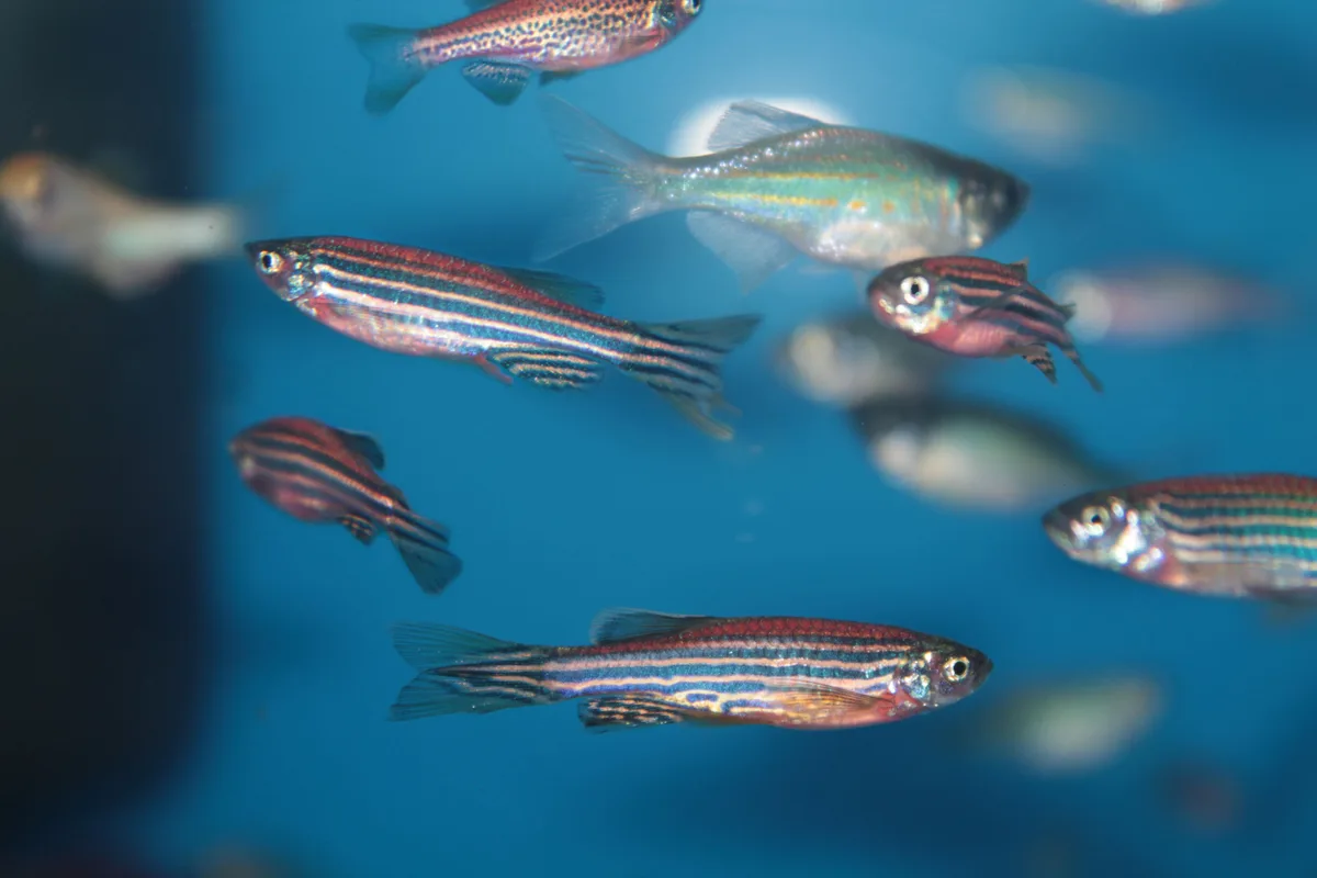 fish that start with d