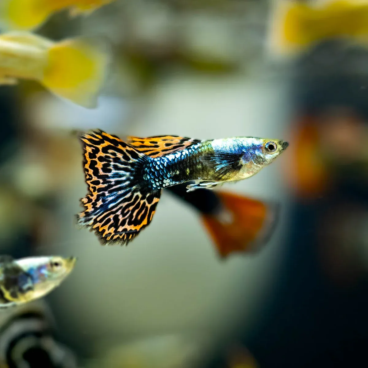 fish that start with g