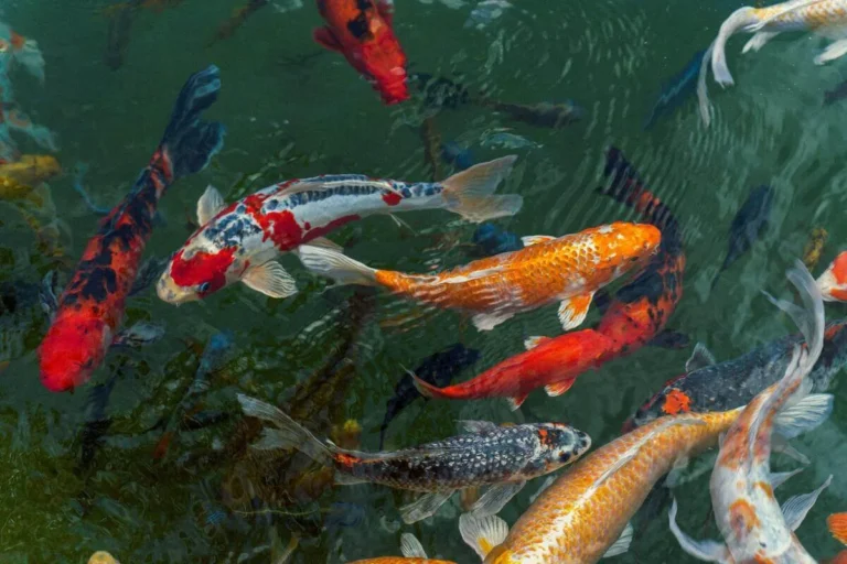 fish that start with k