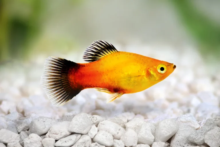 fish that start with p