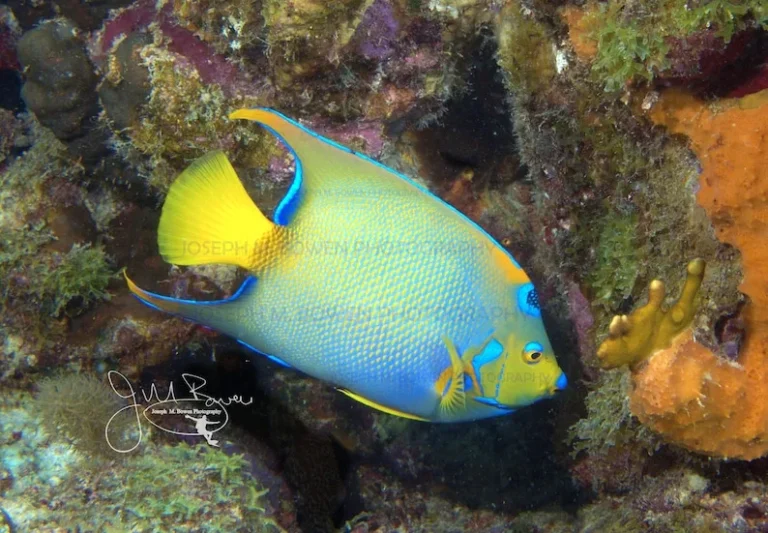 fish that start with q