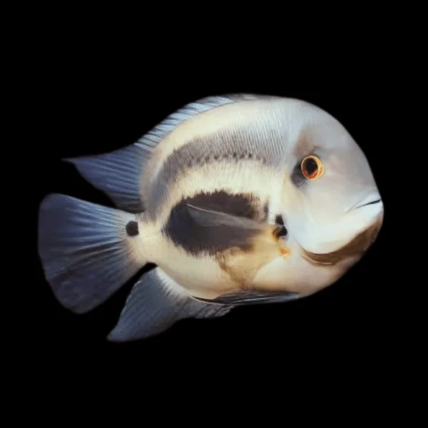 fish that start with u