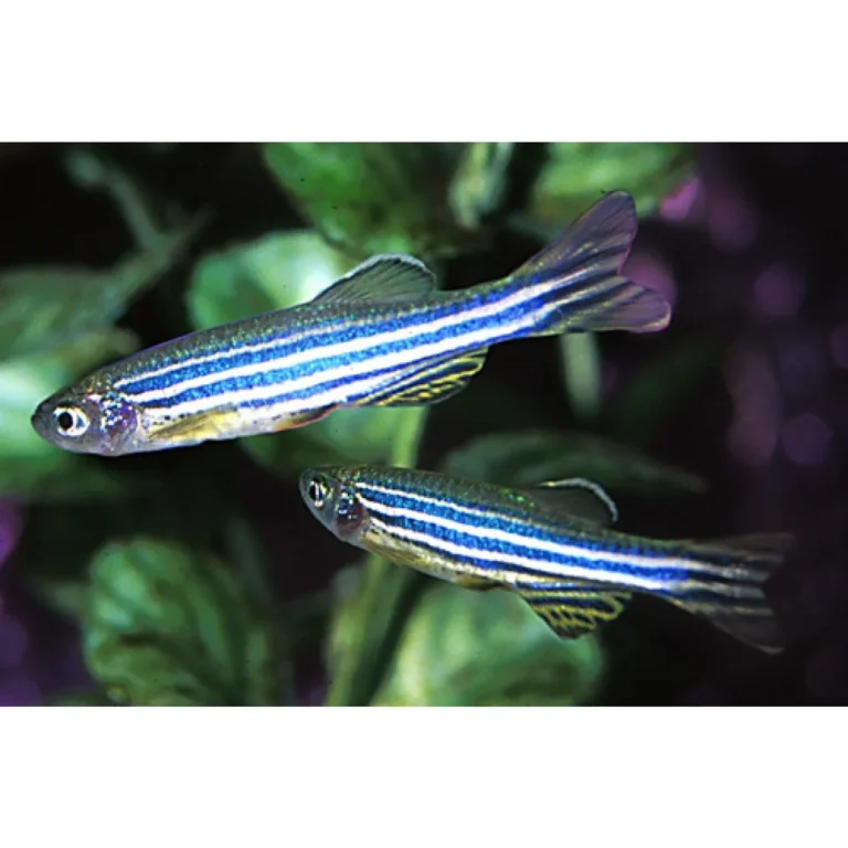 fish that start with z