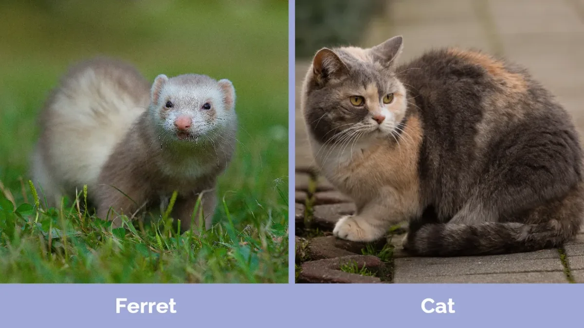 fisher cat fossa ferret comparison