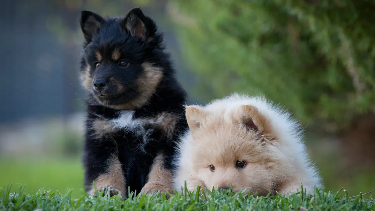 French Bulldog Finnish Lapphund