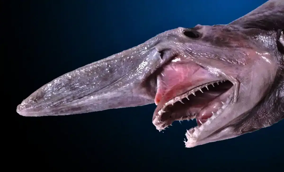 Goblin shark