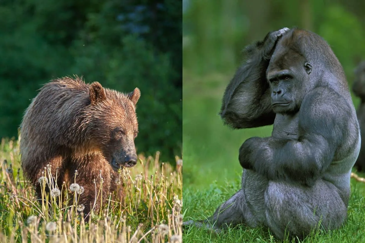 gorilla grizzly bear