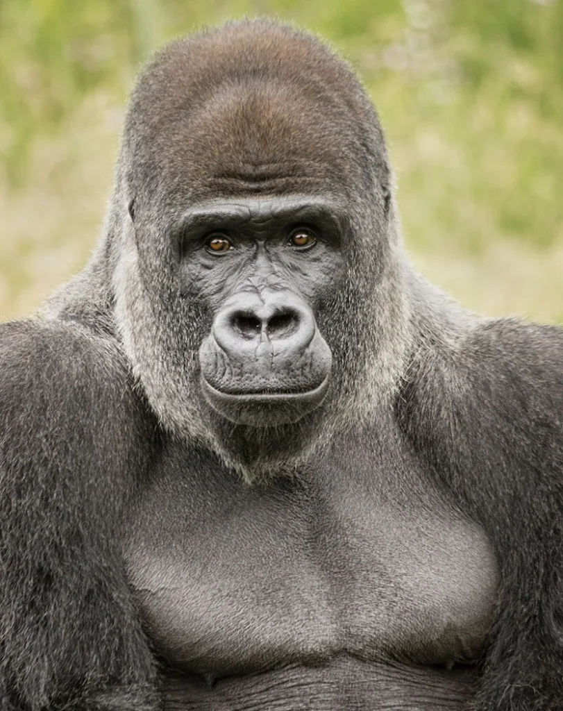 gorilla