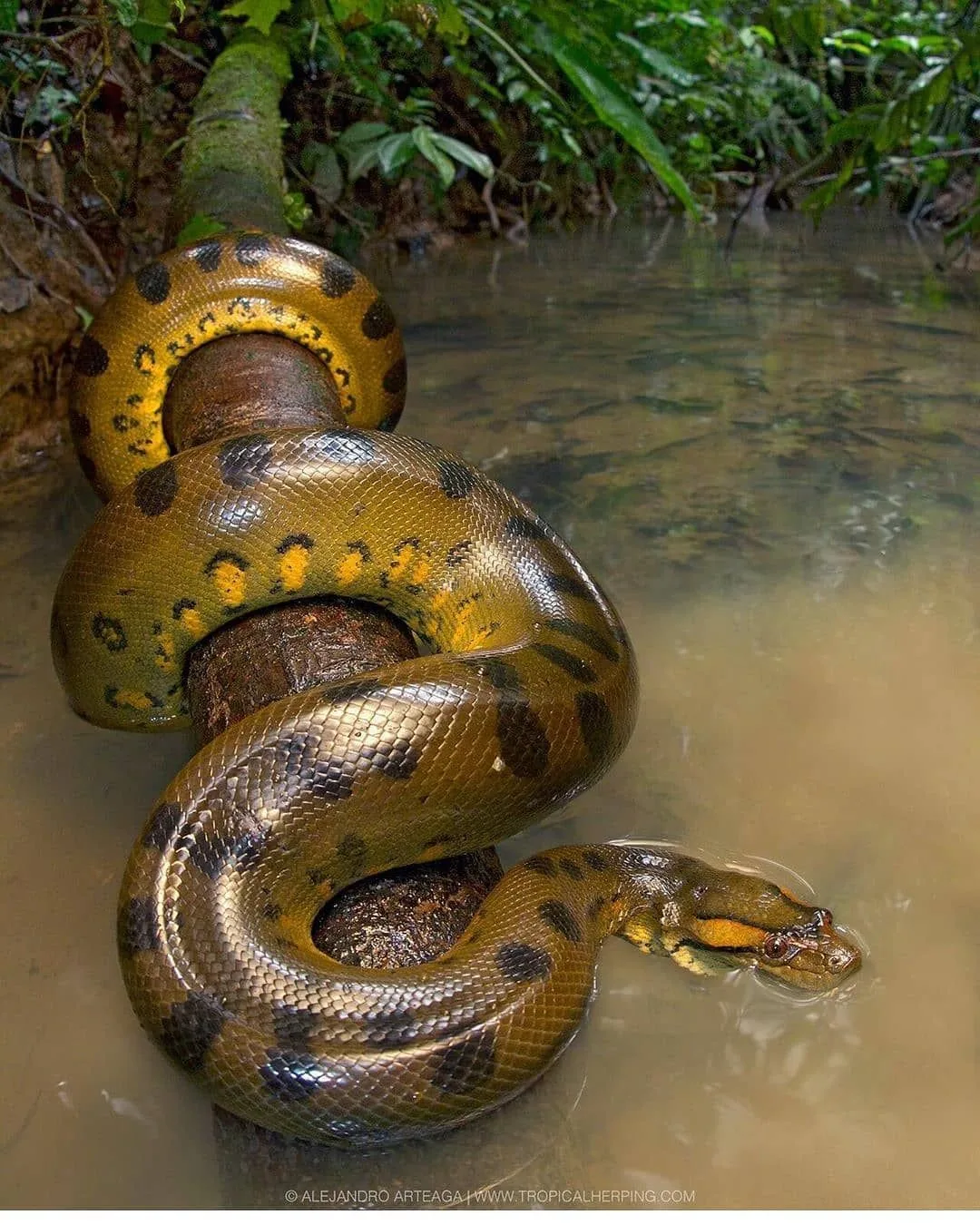 Green Anaconda