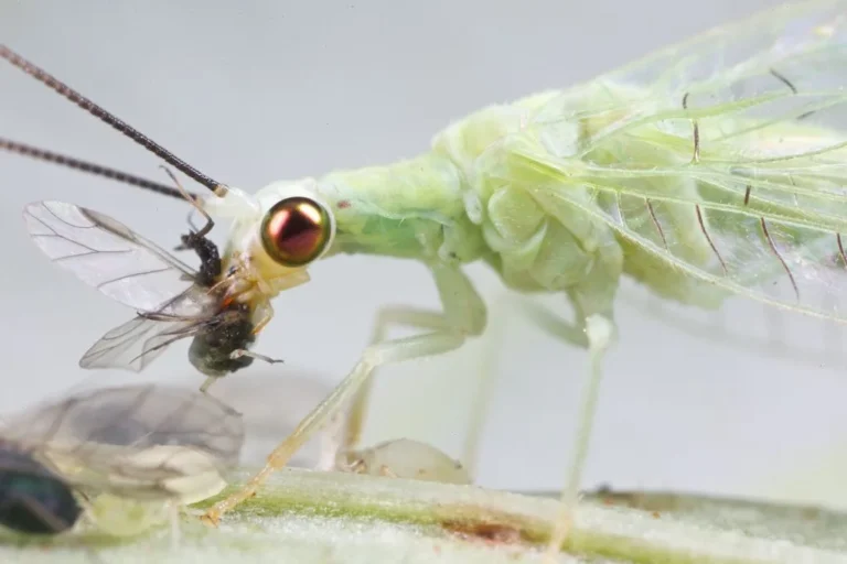 green lacewing larvae