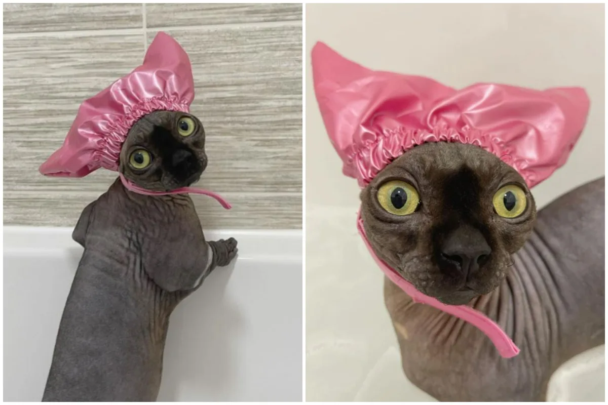 hairless cat care