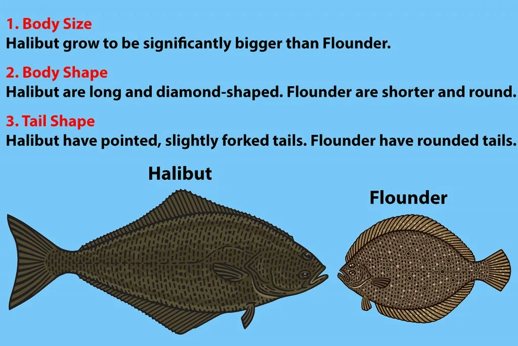 halibut vs flounder identification
