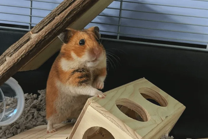 hamster