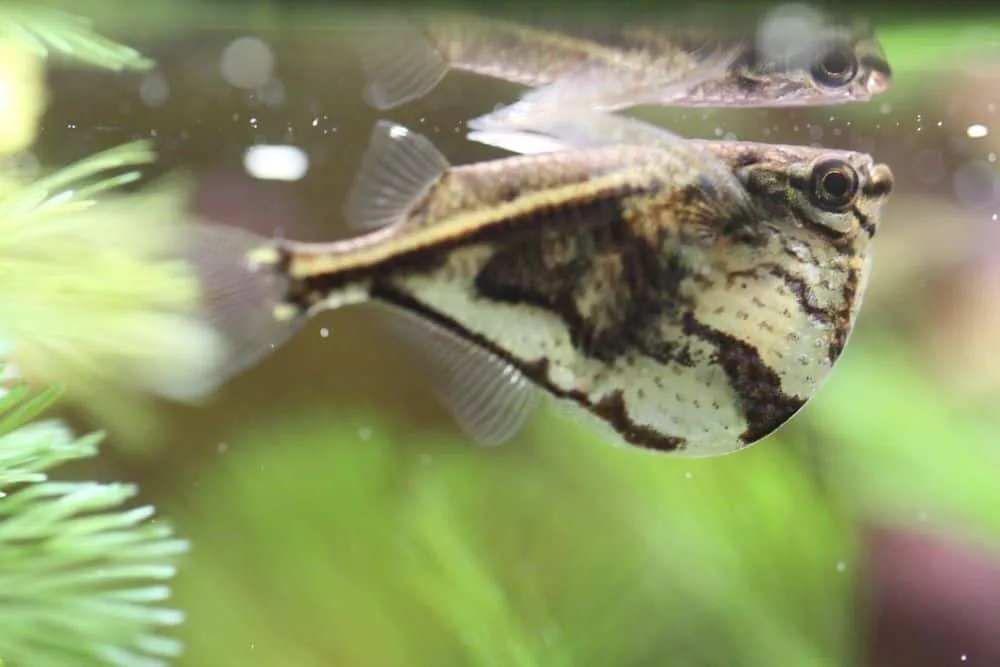 hatchetfish aquarium care